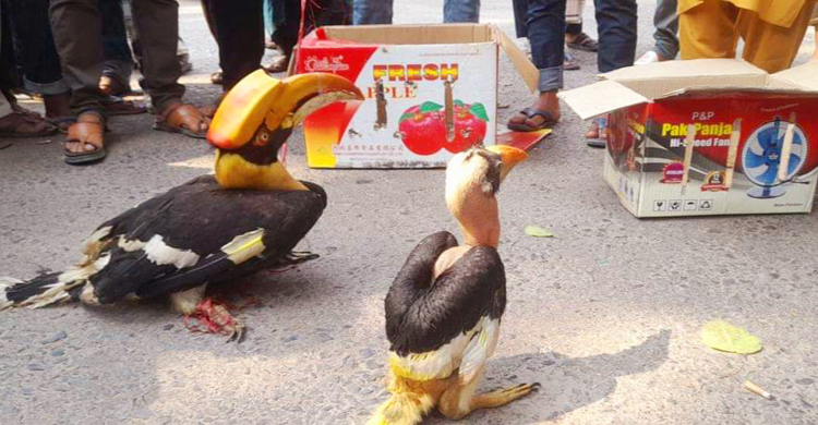 বিলুপ্তপ্রায় রাজ ধনেশ উদ্ধার, আটক ২