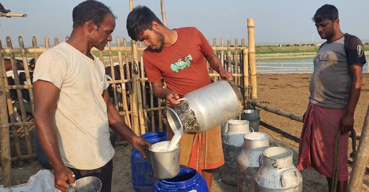 বড় হচ্ছে বাজার, সিরাজগঞ্জে দিনে বিক্রি হয় দেড় কোটি টাকার দুধ