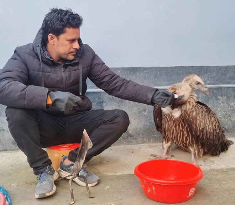 সিরাজগঞ্জে বিরল প্রজাতির হিমালয় গৃধিনী শকুন উদ্ধার