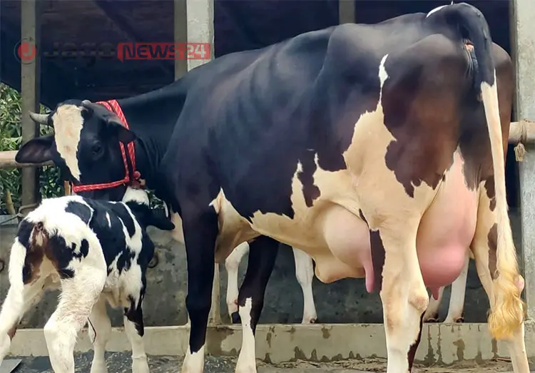 দুধে ডুবছে খামারিদের স্বপ্ন