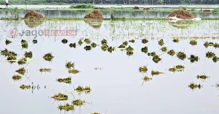 &lsquo;আমি এহন খেলা দেহুম কী দিয়া, বিশ্বকাপে ব্রাজিলের সাপোর্টার আমি&rsquo;
