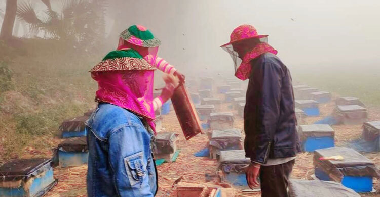 শীতে মরছে মৌমাছি, লোকসানের আশঙ্কায় চাষিরা