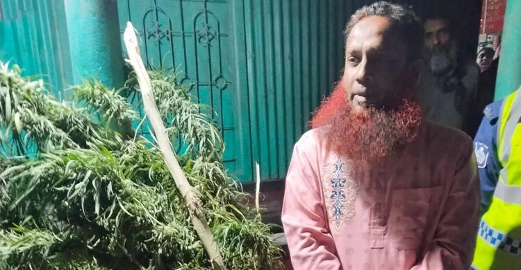 বাড়ির আঙিনায় গাঁজার গাছ, যুবদল নেতা গ্রেফতার