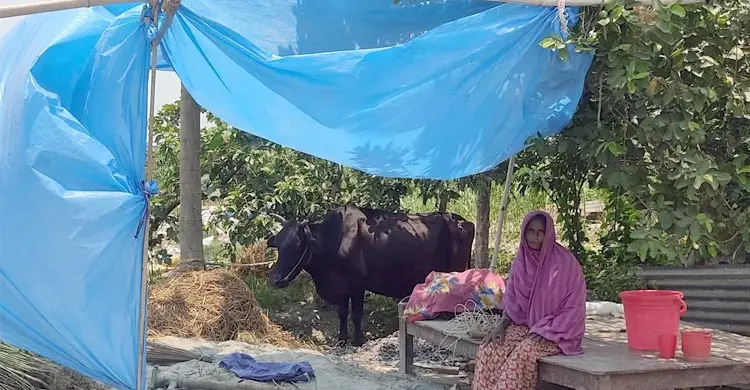 যমুনায় বাড়ছে পানি, ভাঙছে বসতভিটা- ফসলি জমি