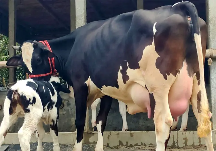 দুধে ডুবছে খামারিদের স্বপ্ন