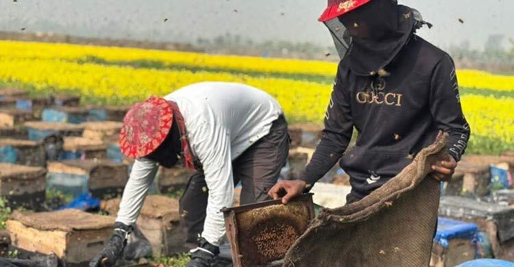 সিরাজগঞ্জে মধু সংগ্রহের লক্ষ্যমাত্রা ৪০৪ টন