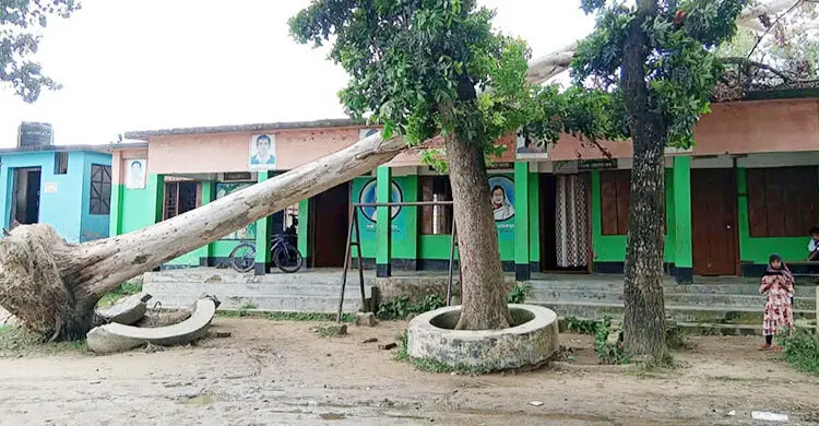 স্কুল ভবনের ওপর এক মাস ধরে পড়ে আছে গাছ, ঝুঁকি নিয়েই চলছে পাঠদান