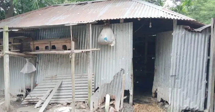 এক রাতে ৪ গরু চুরি, নিঃস্ব কৃষক পরিবার