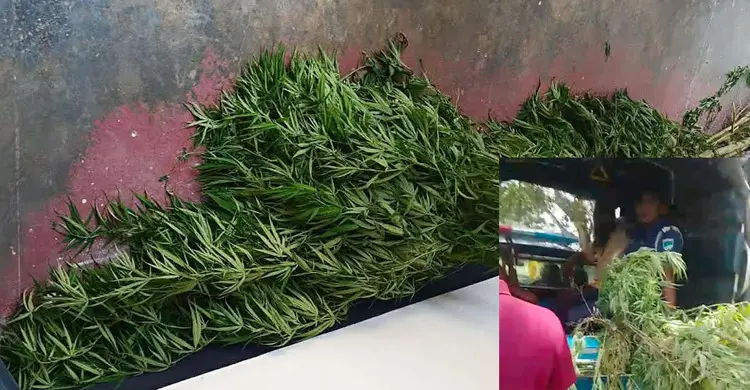 কালীগঞ্জে পানের বরজে গাঁজা চাষ, যুবক আটক