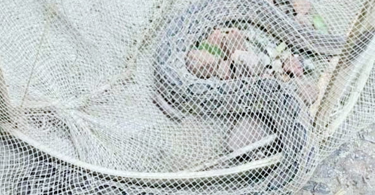 গড়াই নদে জালে উঠে এলো বিষধর চন্দ্রবোড়া