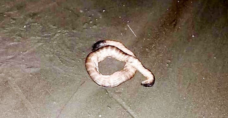 কুয়াকাটায় এবার দেখা মিললো তীব্র বিষধর বেলচেরির