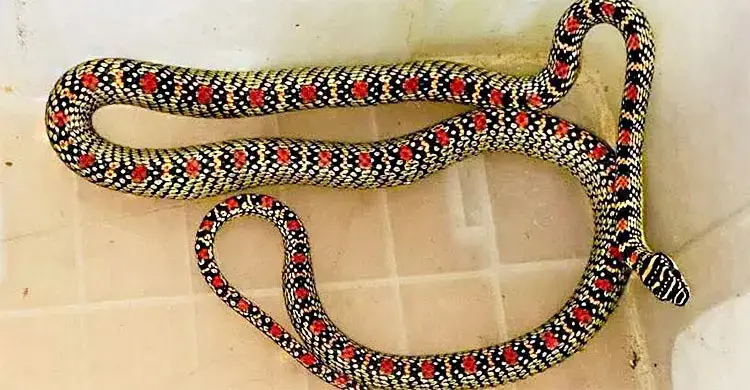 Kalnagini rescued from health complex staff quarters