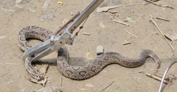 গড়াই নদে জালে উঠে এলো বিষধর চন্দ্রবোড়া