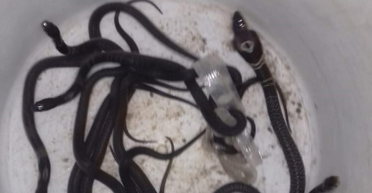 মিরসরাইয়ে বসতঘর থেকে পদ্ম গোখরা সাপের ১০ বাচ্চা উদ্ধার