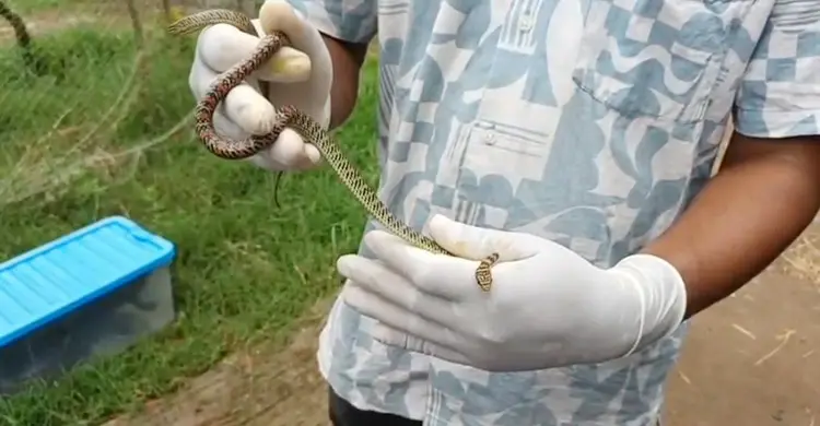 উদ্ধারের পর দাঁড়াশ-কালনাগিনীর চলছে চিকিৎসা