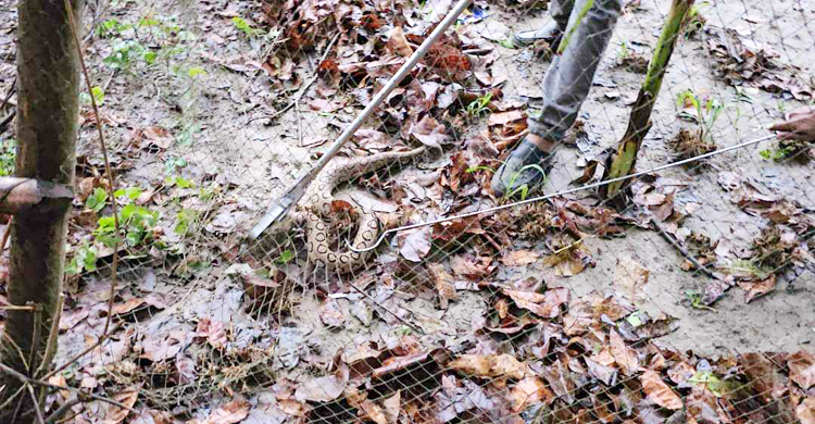 গড়াই নদের পাড় থেকে রাসেল ভাইপার উদ্ধার