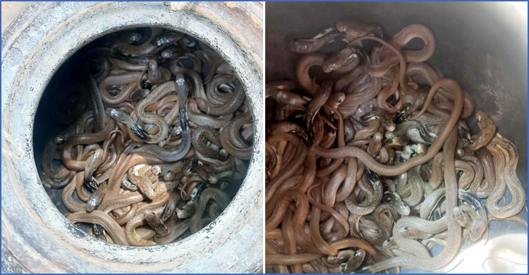 শোবার ঘরে মিললো বিষধর গোখরা সাপের ২২ বাচ্চা