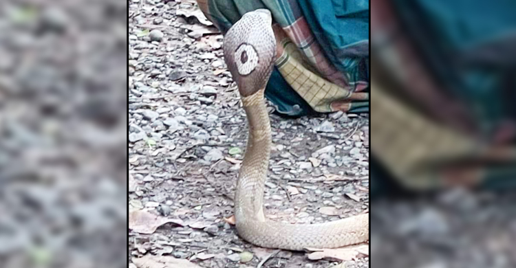 উপজেলা পরিষদ প্রাঙ্গণ থেকে বিষধর সাপ উদ্ধার