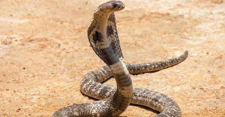খেলা দেখাতে গিয়ে সাপের কামড়ে সাপুড়ের মৃত্যু