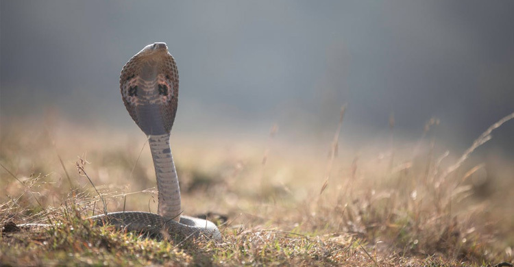 এক বছর বয়সী শিশুর কামড়ে সাপের মৃত্যু