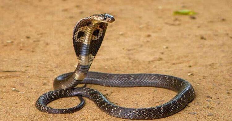 চট্টগ্রামে সাপের ছোবলে প্রাণ গেলো কিশোরীর