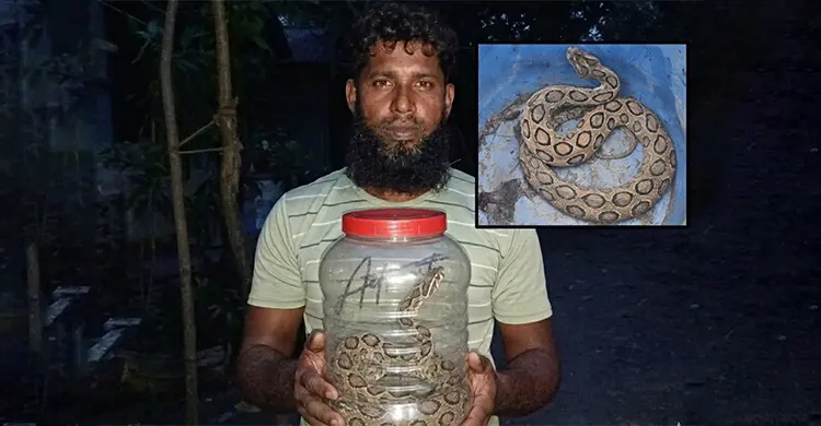 কামড়ের পরও রাসেলস ভাইপার ধরে বাড়ি নিয়ে গেলেন যুবক