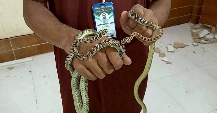 ডিআইজি কার্যালয়ে লুকিয়ে ছিল জোড়া কালনাগিনী