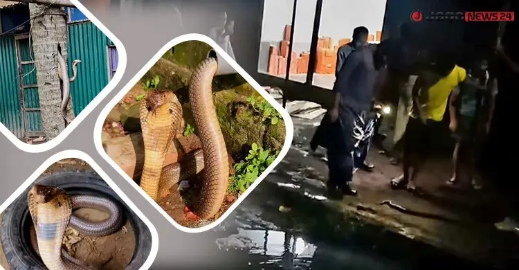 বসতঘরে সাপ, রান্নাঘরেও সাপ