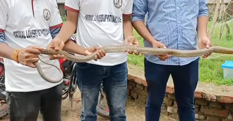 উদ্ধারের পর দাঁড়াশ-কালনাগিনীর চলছে চিকিৎসা
