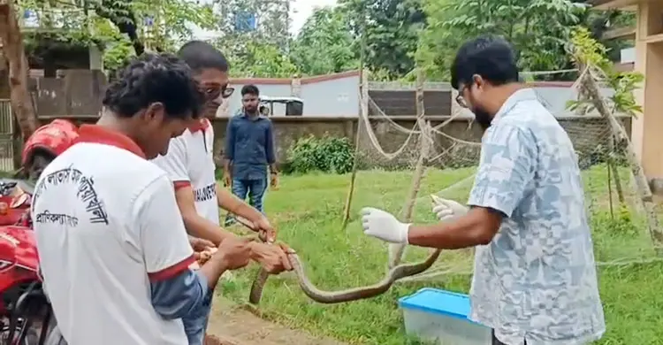 উদ্ধারের পর দাঁড়াশ-কালনাগিনীর চলছে চিকিৎসা