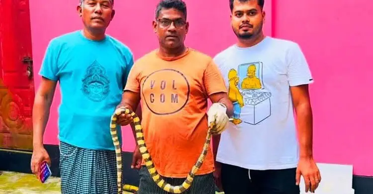 বাড়ির সীমানা জালে ধরা পড়লো শঙ্খিনী সাপ