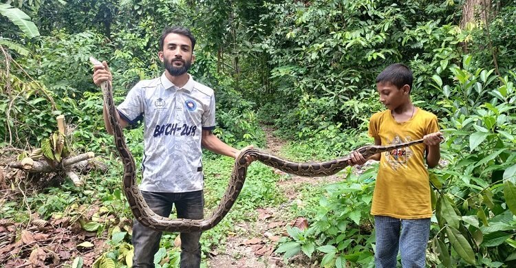 চট্টগ্রামে বসতঘরে মিললো ১২ ফুট লম্বা অজগর