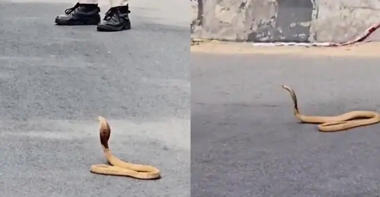 রাস্তার মধ্যে গোখরা সাপ, ৩০ মিনিট বন্ধ যান চলাচল