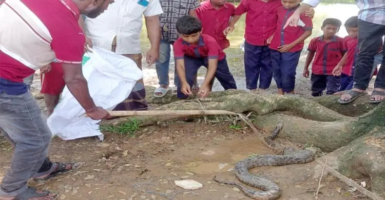 মাছ ধরা জালে আটকা পড়লো ৮ ফুটের অজগর, পরে বনে অবমুক্ত
