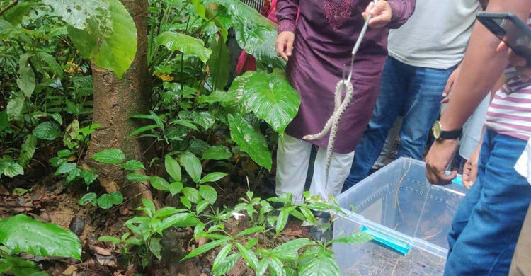 ফটিকছড়ির অভয়ারণ্যে ৩৩ অজগর ছানা অবমুক্ত