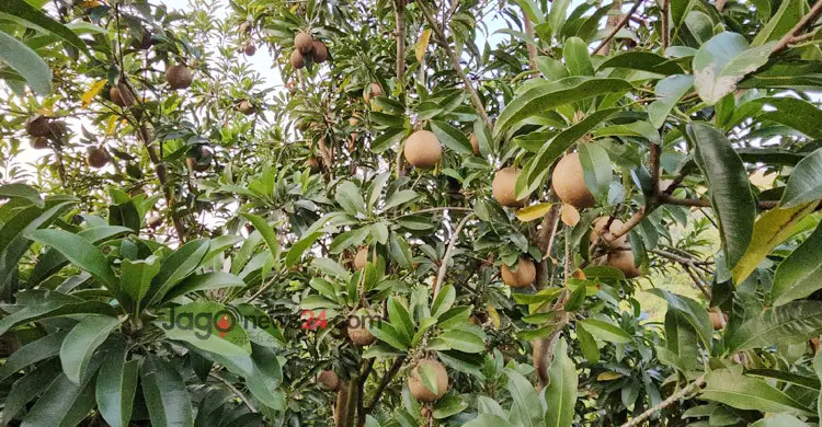 প্রাকৃতিক এনার্জি বুস্টার সফেদা
