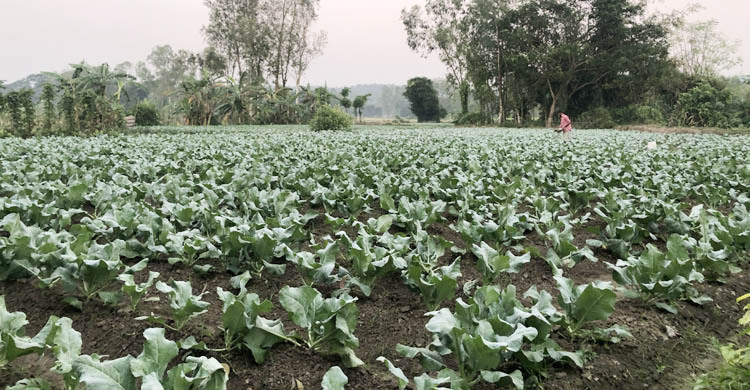 মিরসরাইয়ের ১২০০ হেক্টর জমিতে শীতকালীন সবজি চাষ