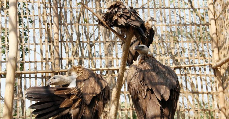 কেন হারিয়ে যাচ্ছে শকুন