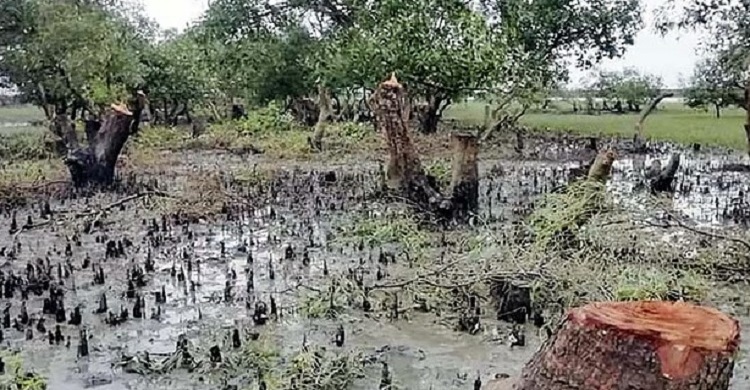 সোনাদিয়ার প্যারাবন রক্ষায় দ্রুত ব্যবস্থা চায় বেলা
