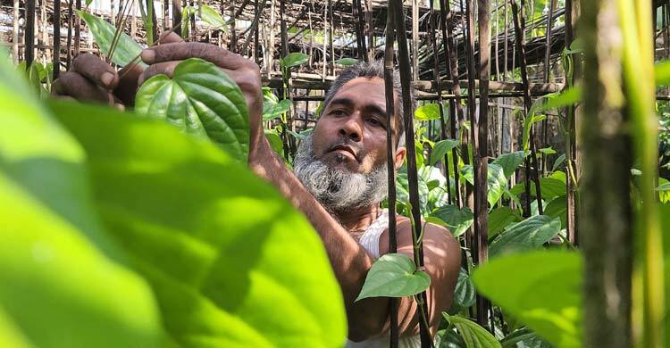 আয়-ব্যয়ের হিসাব মেলাতে নাজেহাল পান চাষিরা