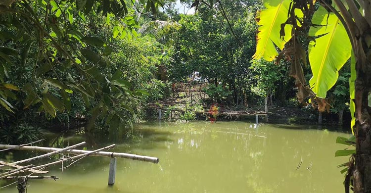 সাবেক সচিবের গাড়িচালকের পুকুরে যেতে ৩১ লাখ টাকার সরকারি সেতু