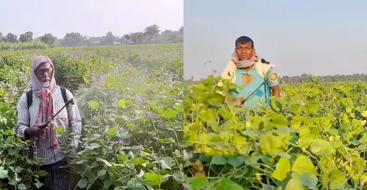 বালাই দমনে ‌‘ককটেল স্প্রে’ কৃষির জন্য মরণফাঁদ