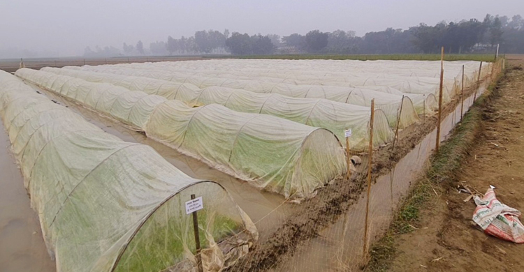 সমলয় পদ্ধতিতে বোরো আবাদে নতুন সম্ভাবনা