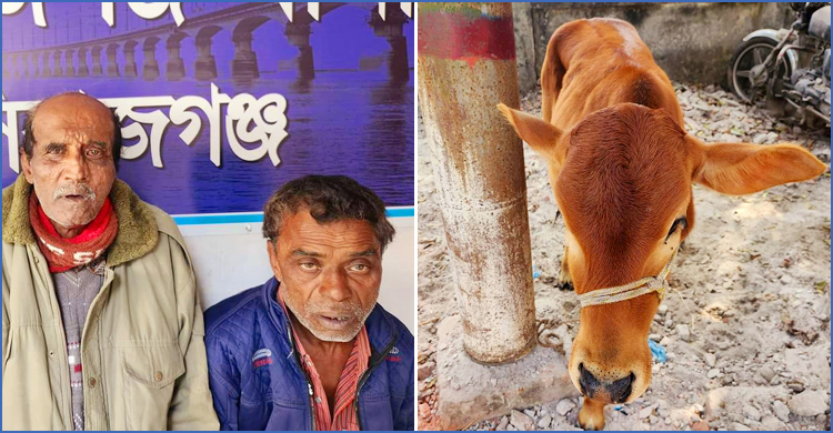 গরু চুরি করে পালানোর চেষ্টা, ২ বৃদ্ধ গ্রেফতার