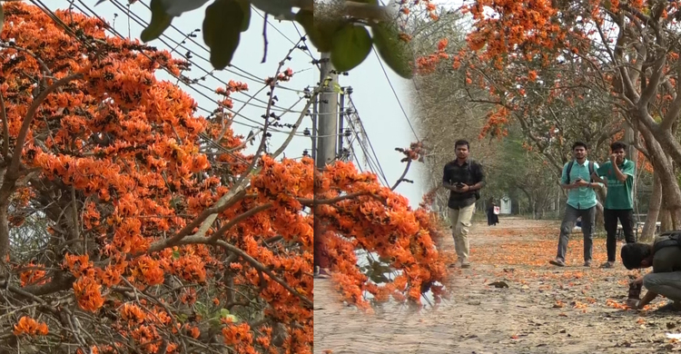 পলাশের রক্তিম আভায় রঙিন বরিশাল বিশ্ববিদ্যালয় ক্যাম্পাস