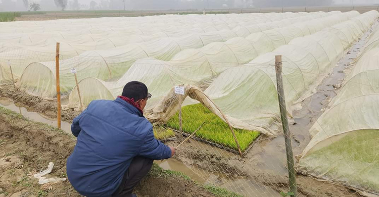 সমলয় পদ্ধতিতে বোরো আবাদে নতুন সম্ভাবনা
