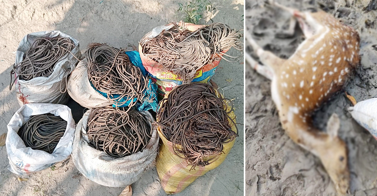 সুন্দরবনে মৃত হরিণসহ ফাঁদ জব্দ