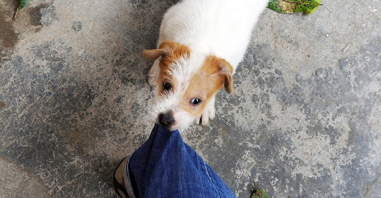 কুকুর মুখ দিয়ে টেনে ধরলে কি কাপড় নাপাক হবে?