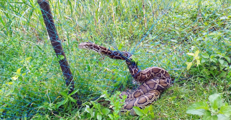বান্দরবানে জালে আটকে যাওয়া বিশাল অজগর উদ্ধার