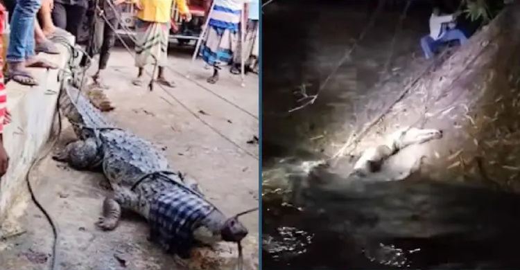 অবশেষে খালে ধরা পড়লো বিশাল সেই কুমির